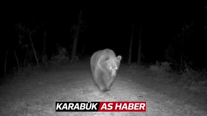 BOZ AYI FOTOKAPANA YANSIDI