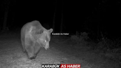BOZ AYILAR FOTOKAPANLA GÖRÜNTÜLENDİ