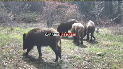 OVACIK'TA YABAN HAYAT FOTOKAPANLA GÖRÜNTÜLENDİ